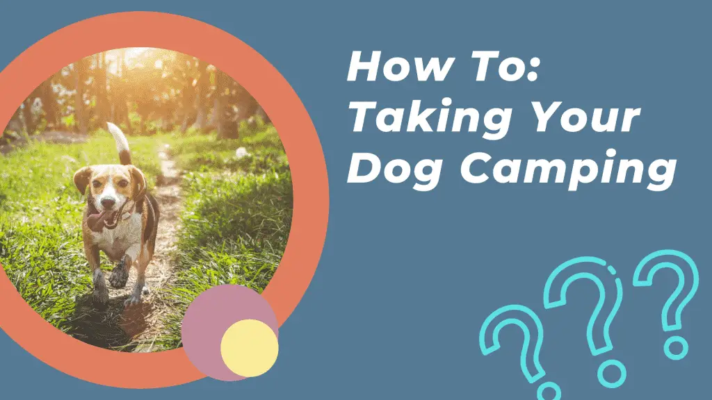 How To: Bring Your Dog Camping Without Pissing Everybody Off - The ...