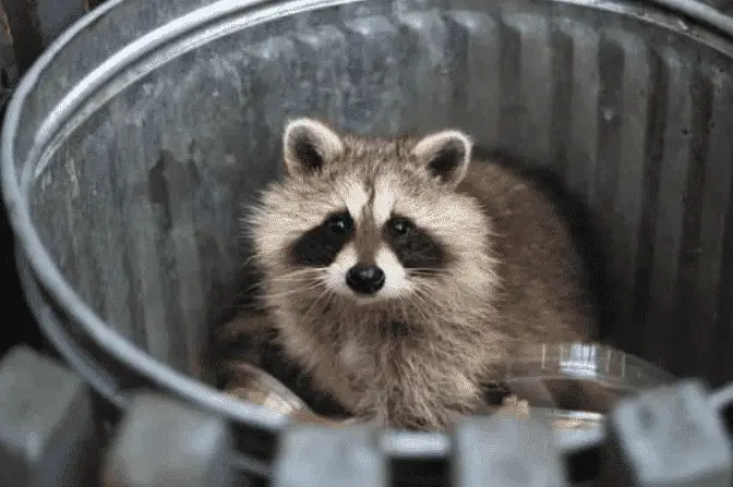 Racoon In Garbage Can
