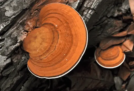 Can You Burn Wood With Fungus On It?