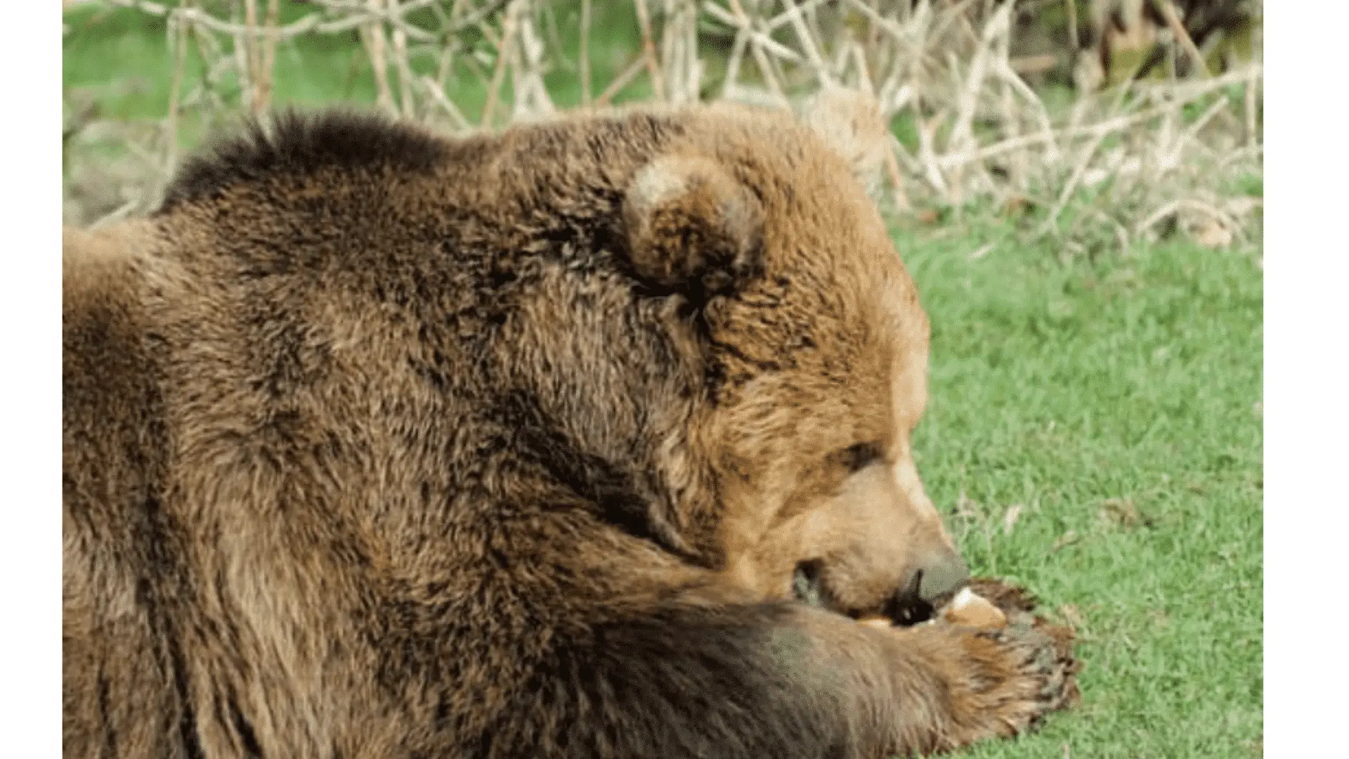 Bear Eating Canned Food