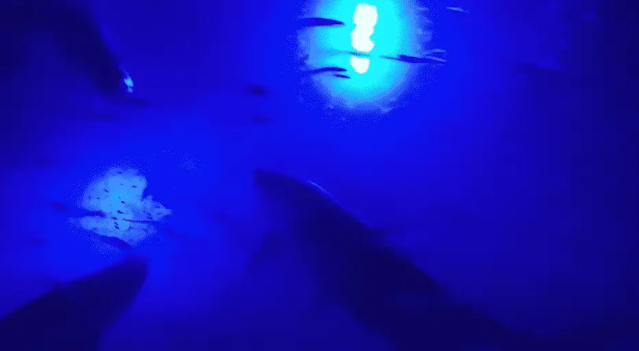 Fish swarming under a blue light