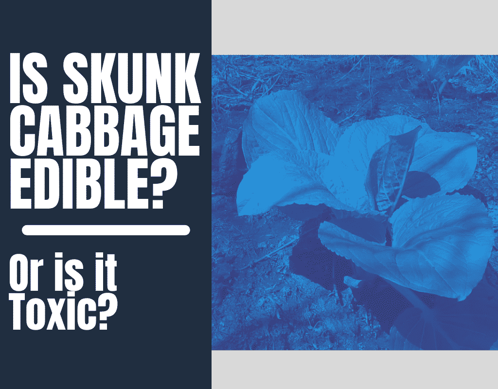 Is Skunk Cabbage Edible?