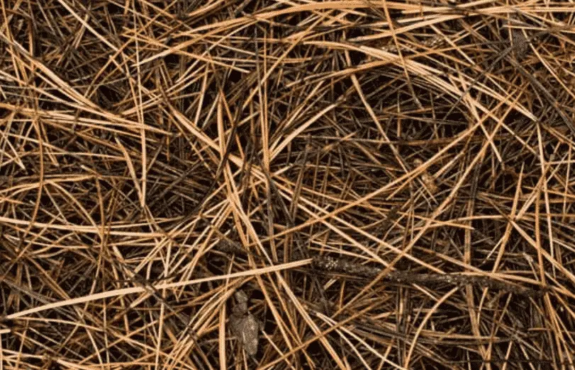 Pine tree needles can damage your tent floor