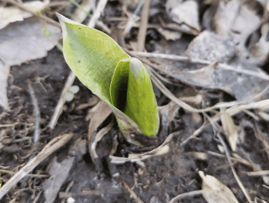 Raw Skunk Cabbage Is Toxic