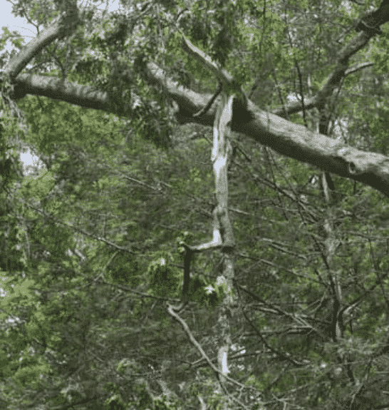 don't pitch a tent under trees with falling branches and loose limbs