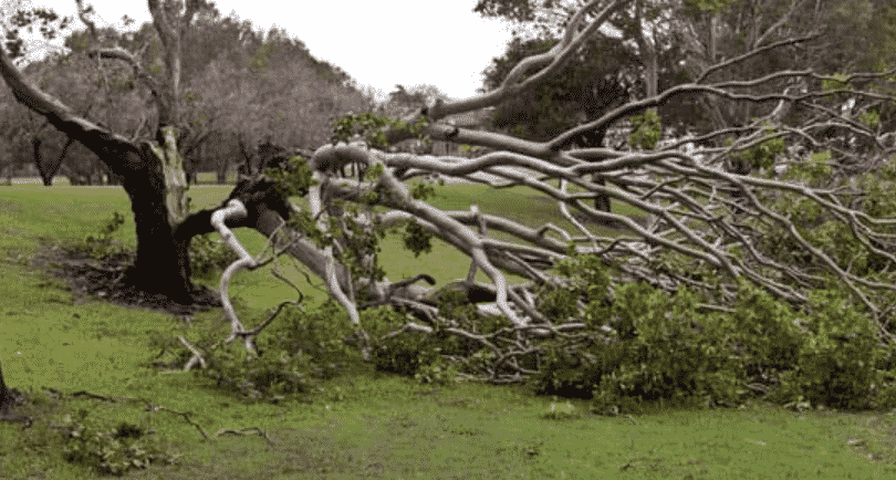 don't camp under trees in bad weather