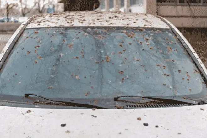 bird poop can fall on tent