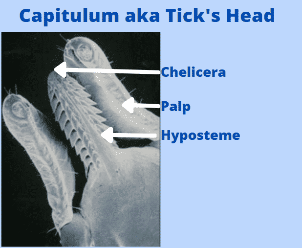 Parts Of A Ticks Head