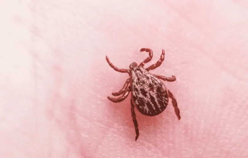 Will a tick head come out on its own?