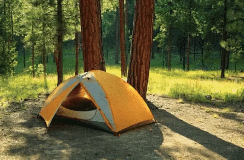 Tent under a large tree