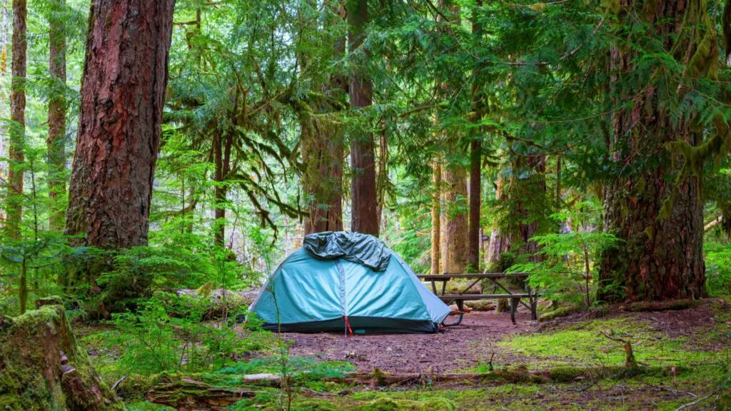 use tree cover to keep your tent out of the rain