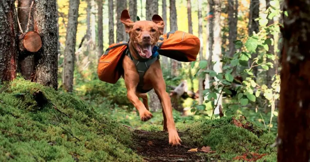 Yes your dog can have a trail name.